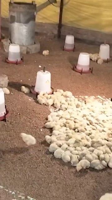 temperature कितना भी गिर जाए लेकिन mortality नही होगी смотреть онлайн