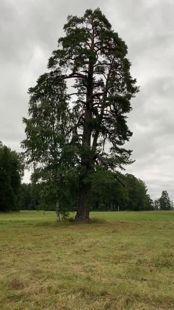 Самая старая сосна в Ленинградской области смотреть онлайн