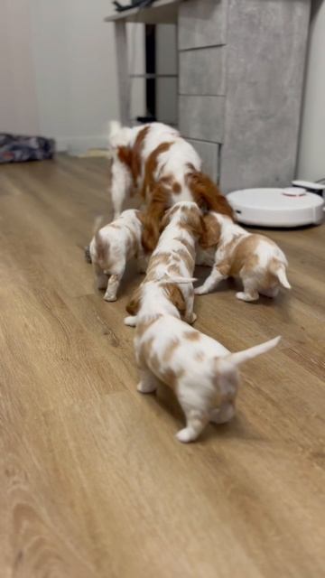 Будни месячных кавалерчиков🐻🤍