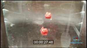 Георгий замешивает тесто