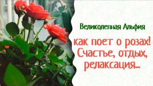 Пересадка цветов. Корневой ком напитайте живительным раствором! Красивый сад и аптека