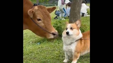 🐱 Простите, мне не нужны проблемы! 🐕 Смешное видео с собаками, кошками и котятами! смотреть онлайн