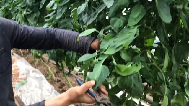 Формируем томаты в теплице смотреть онлайн