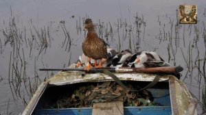 охота с подсадной уткой