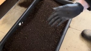 Все Как Есть Дендробена