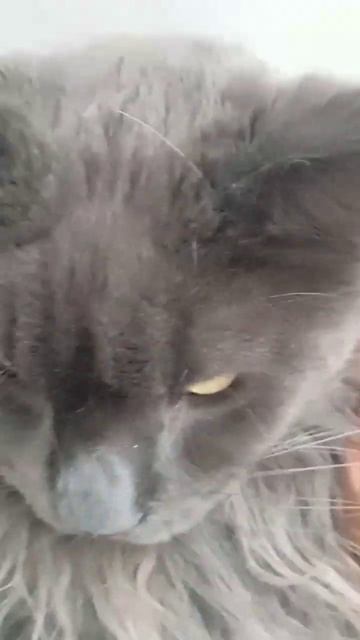 на манеже-опять те же😆 #смех #кот#майкун смотреть онлайн