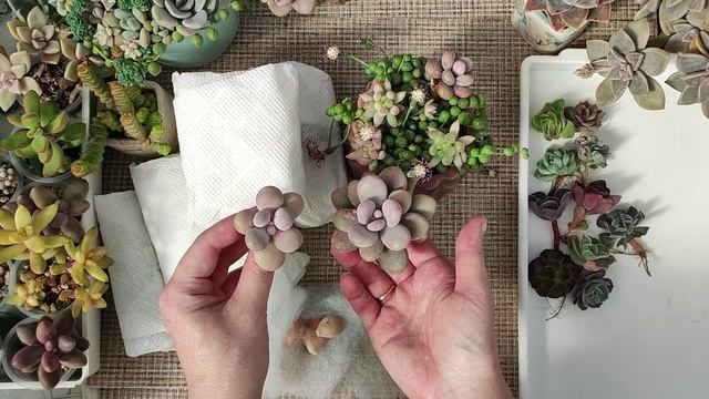 Распаковка посылки с суккулентами из Крыма смотреть онлайн