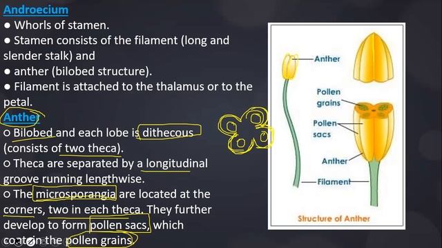 Sexual Reproduction in Flowering Plants | NEET 2021| L-1| #Microsporogenesis смотреть онлайн