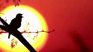 Я слушал соловья