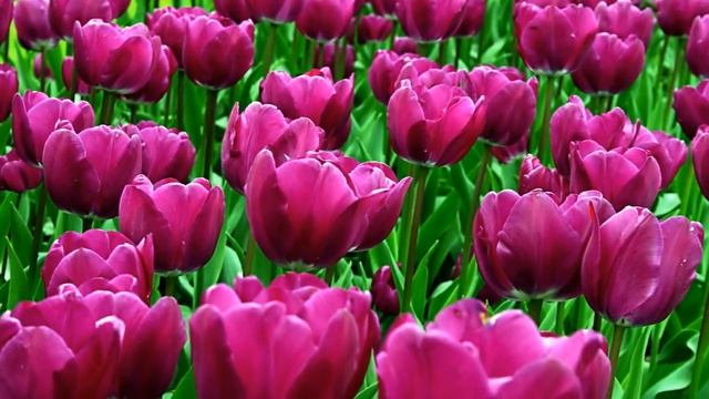 "Миннән сиңа сәлам!" 786 нчы тапшыру 2 нче бүлеге смотреть онлайн