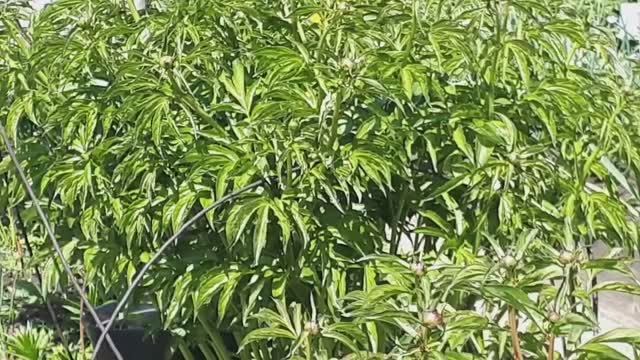 1988. ВПЛ. И ПИОНАМ помощь нужна от МУРАВЬЁВ.