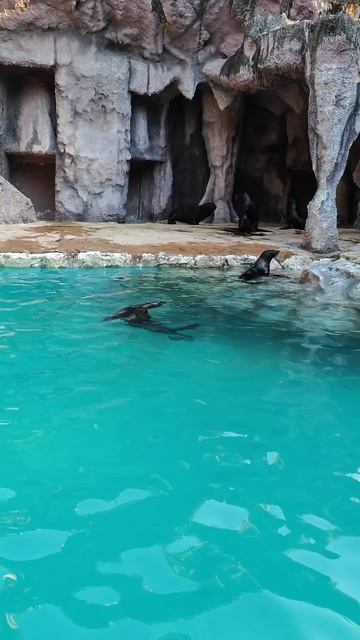 морские котики в сафари парке Бангкока #бангкок #сафарипарк смотреть онлайн