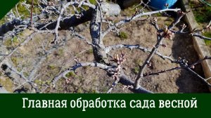 Первая ГЛАВНАЯ ОБРАБОТКА САДА весной! Мощная защита от вредителей и болезней.
