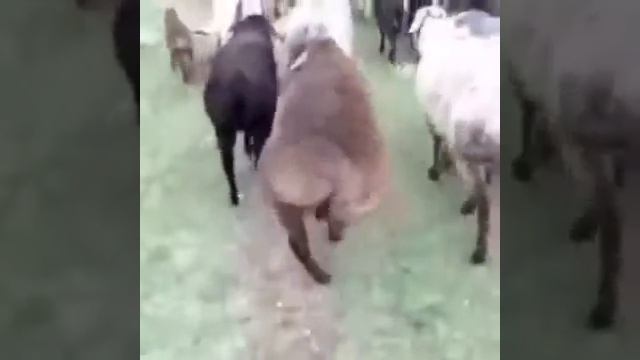 Попа жопа смотреть онлайн