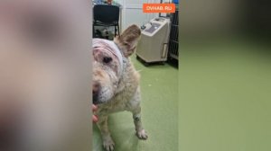 Сотни тысяч собрали люди на лечение собаки, похожей на Хатико