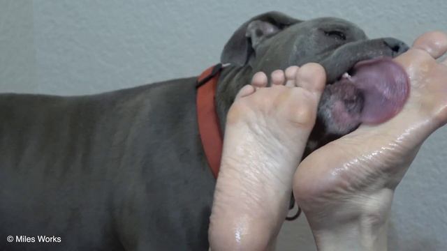 Max Licks | Sole 3 | Part 3 | ASMR DOG LICKING | No Talking смотреть онлайн