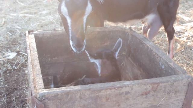 Материнский инстинкт в действии. смотреть онлайн