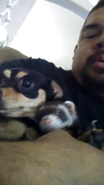 Ferret kills dog смотреть онлайн