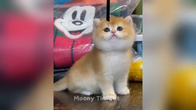 ты смеялся, ты проиграл. смотреть онлайн