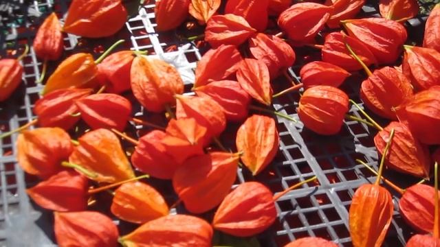 Физалис обыкновенный. Для чего нужен. смотреть онлайн