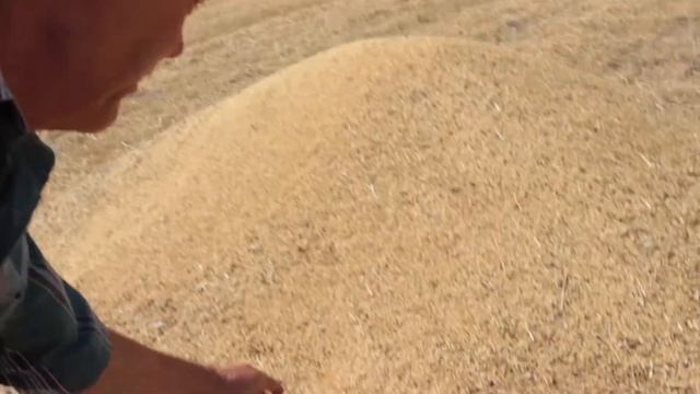 Финал уборки ячменя прямого посева и снова необычным способом. смотреть онлайн