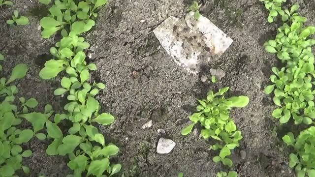 1958.  Посевы под зиму,каков результат?