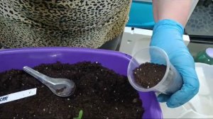 Пикировка рассады томатов гномов с добавлением гороха.