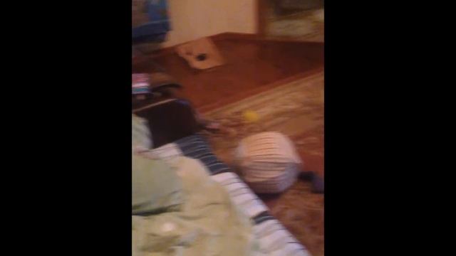 На Востоке валим боком. Кошачий дрифт смотреть онлайн
