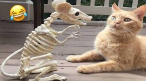 Самые милые котята на свете! Милые и смешные видео с котятами и собаки