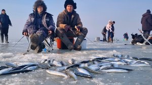 МНОГО РЫБЫ. Селёдка Как из Бочки! Рыбалка в Приморье.