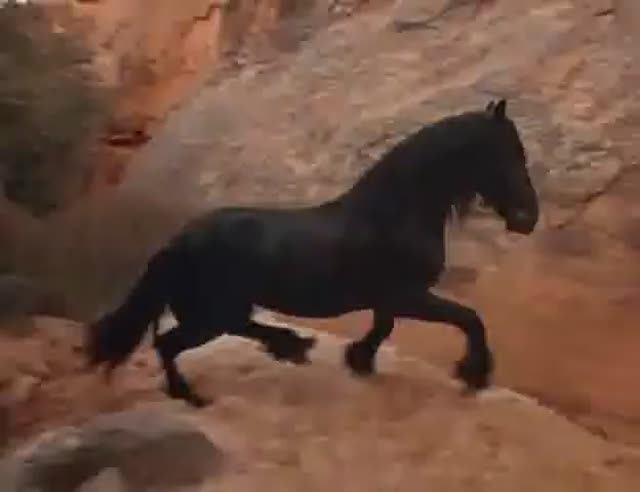 Лето на ранчо Койот /Завязка фильма