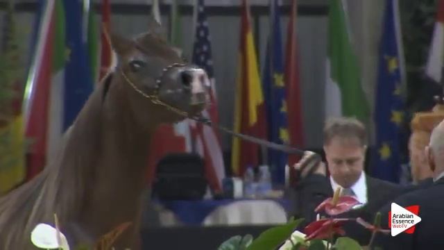 N 145 AGIANNA MONISCIONE Verona 2015 Fillies 2 years old Class 3 смотреть онлайн