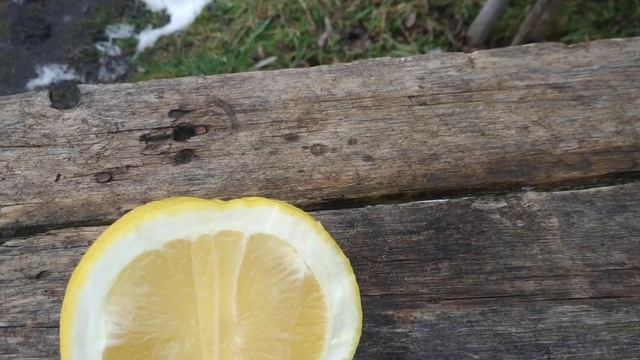 Цитруси грейпфрут Marsh Seedless та мікроцитрус Blood Lime