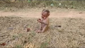 Маленькая обезьянка, которая гуляла сама по себе   1000039986.mp4