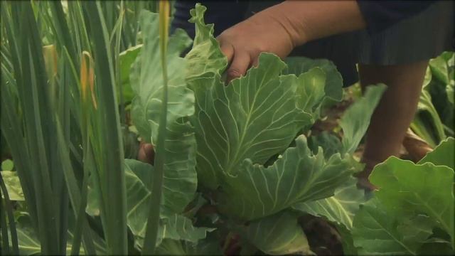 From Garden To Kitchen | Bolivia