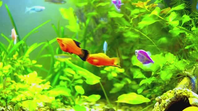 Аквариум с рыбками 🐠 смотреть онлайн