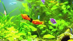 Аквариум с рыбками 🐠