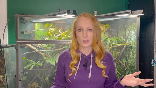 What heat bulb does a chameleon need? смотреть онлайн