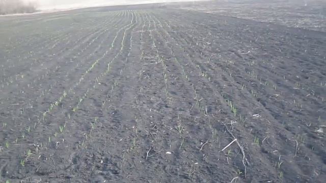 ✔Чеснок на 1 апреля. смотреть онлайн