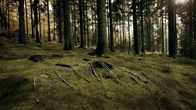 BMW смотреть онлайн