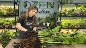 Замиокулькас » Основные правила ухода за долларовым деревом. 
Дзен гарден