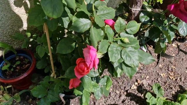 #GartenprinzessinMarieJose Новинка неувядающая #floribunda сильный аромат #ParfumaKollektion 2023