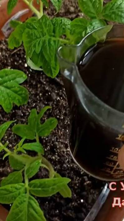 Натуральная подкормка для крепкой рассады#огород #подкормкарассады #рассада #дача #рассадатоматов