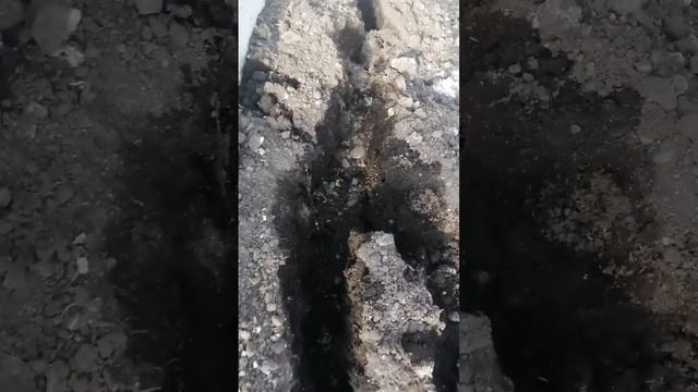 Ребята, просто делюсь небольшим опытом по выращиванию огурцов, где есть крот. смотреть онлайн