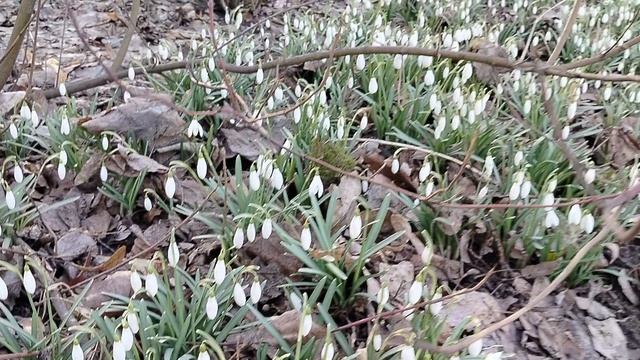 Московские подснежники - галантусы, цветение 20.03.2025. смотреть онлайн