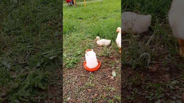 Гусенок с "кривой" шеей 2 недели! смотреть онлайн