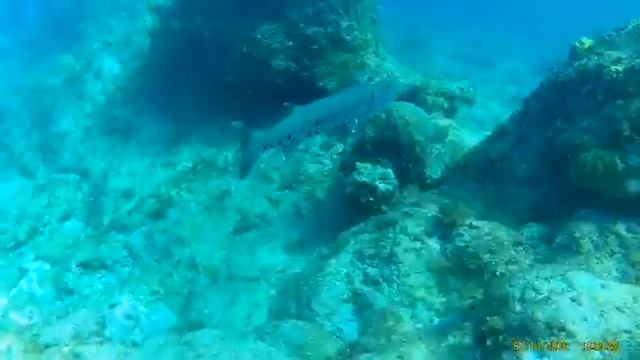 Barracuda.turks and Caicos смотреть онлайн