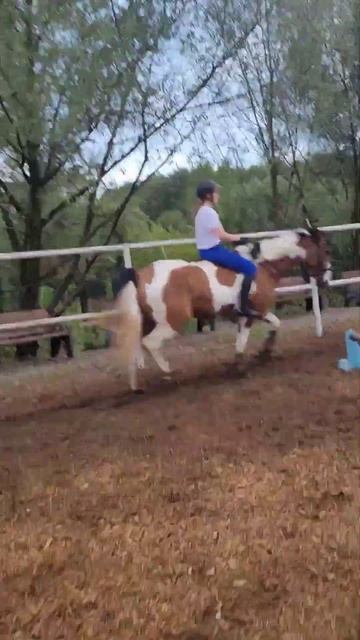 Голоп без седла #horse #equestrianrider #топ #рек #рекомендации #equestrian #horsejumping #funny смотреть онлайн