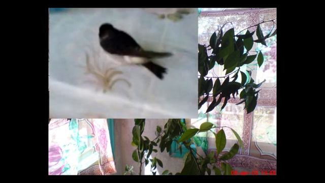 Как мы спасли птенцов ласточки. смотреть онлайн