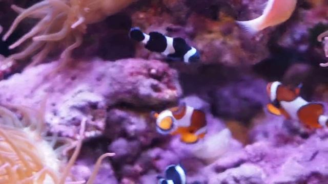 Orange Clownfish смотреть онлайн